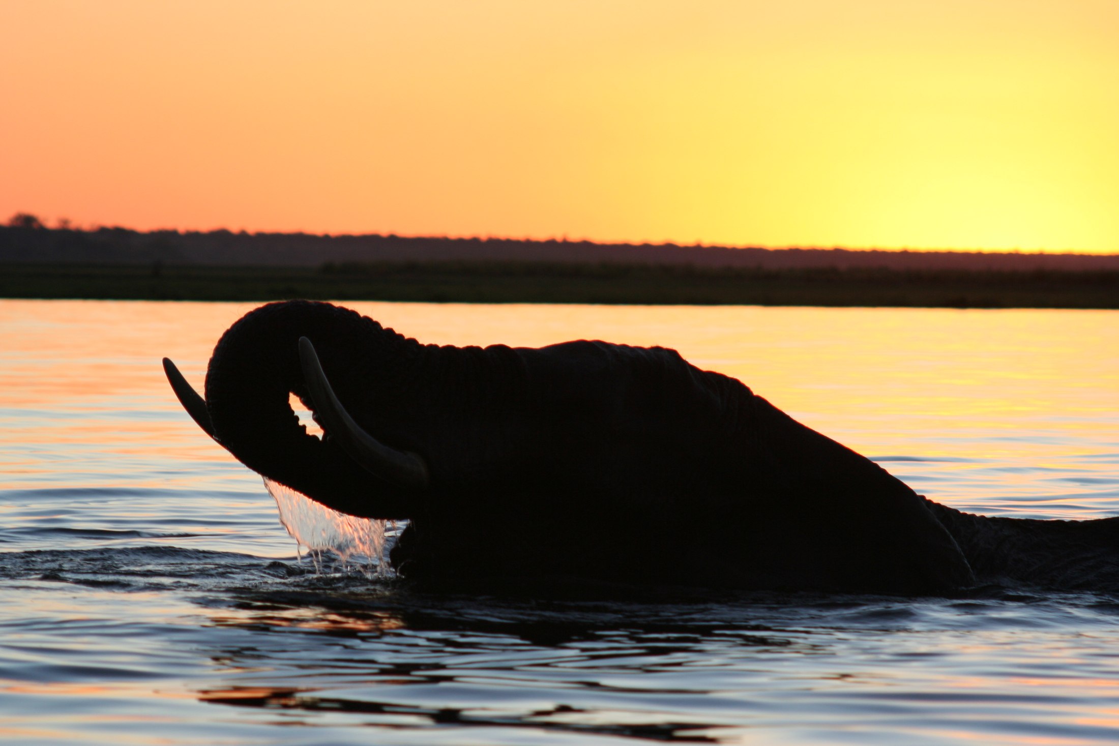 Bull elephant swimming across Chobe River at sunset, Botswana