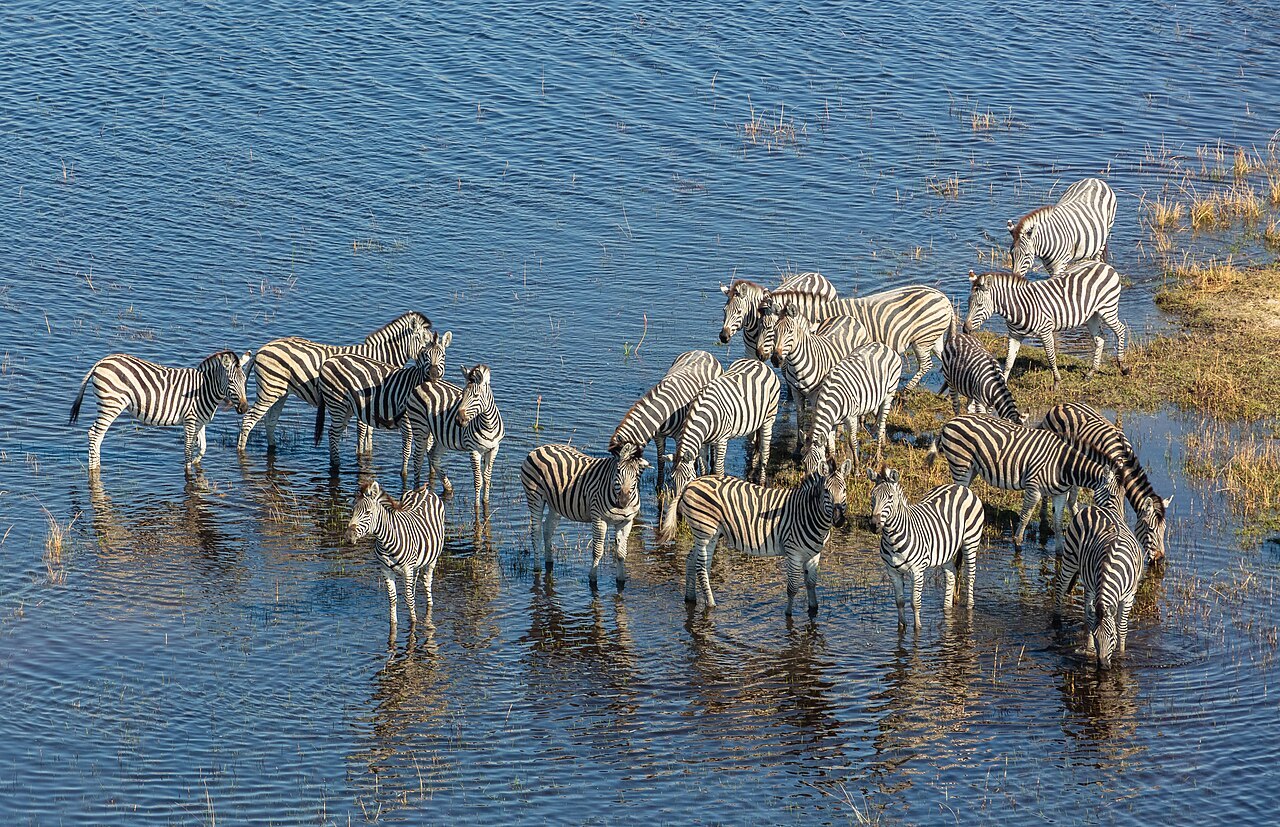 Aerial group of Burchell zebras in Okavango Delta, Botswana