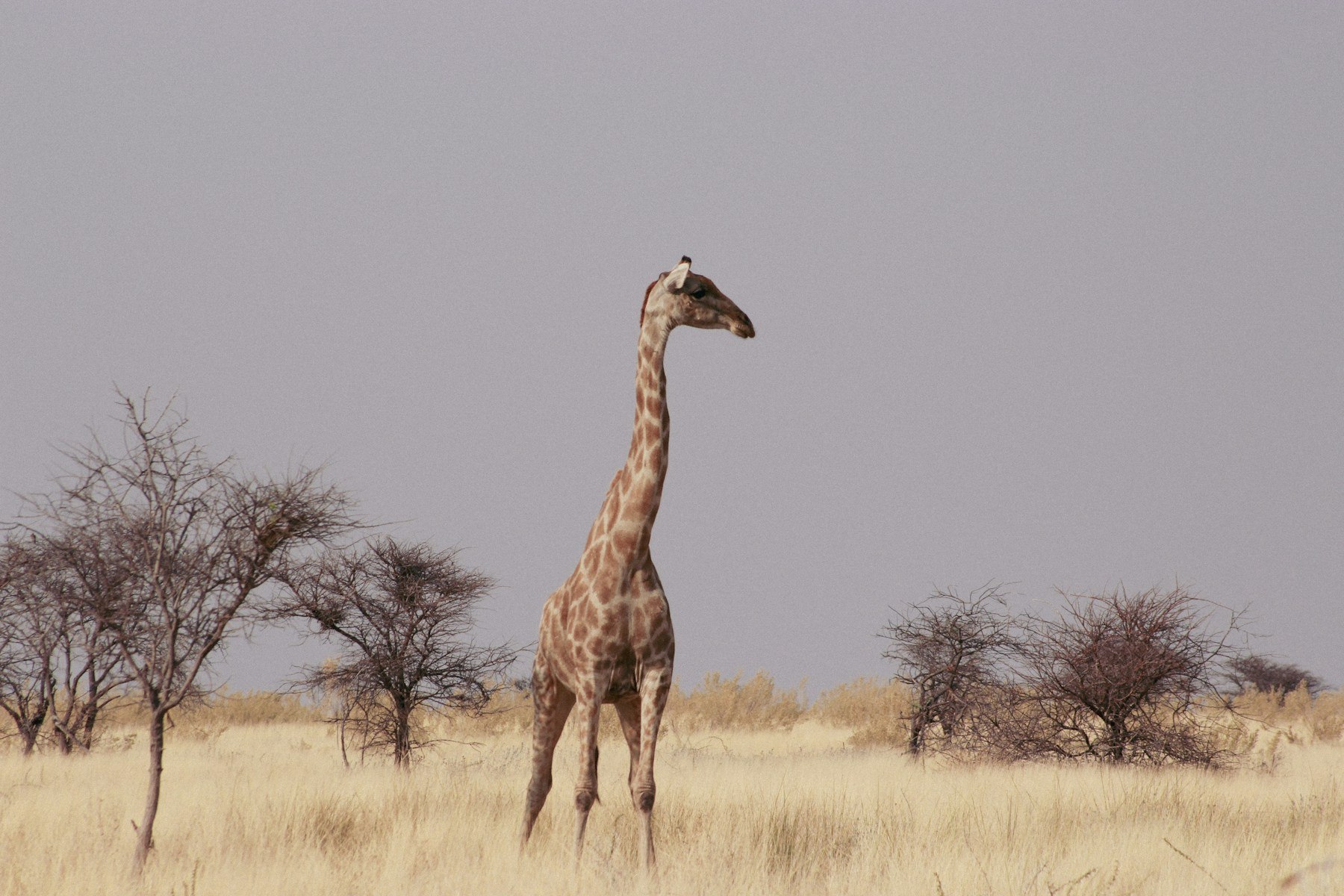 Giraffe, Namibia